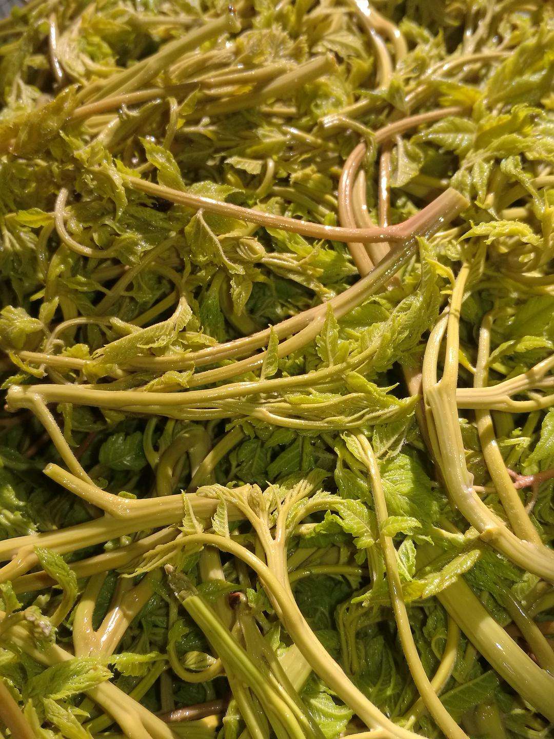 兴隆县山野菜木兰芽