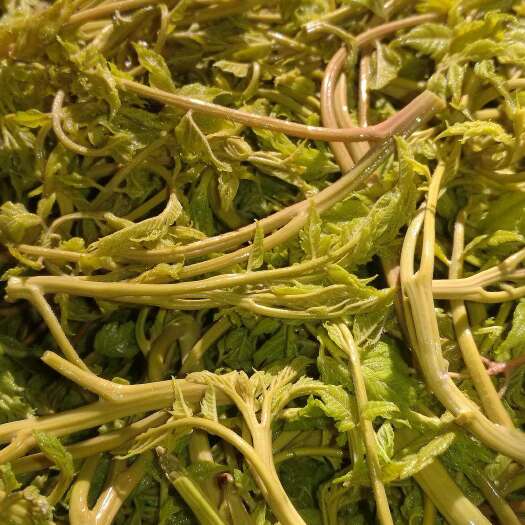 兴隆县山野菜木兰芽