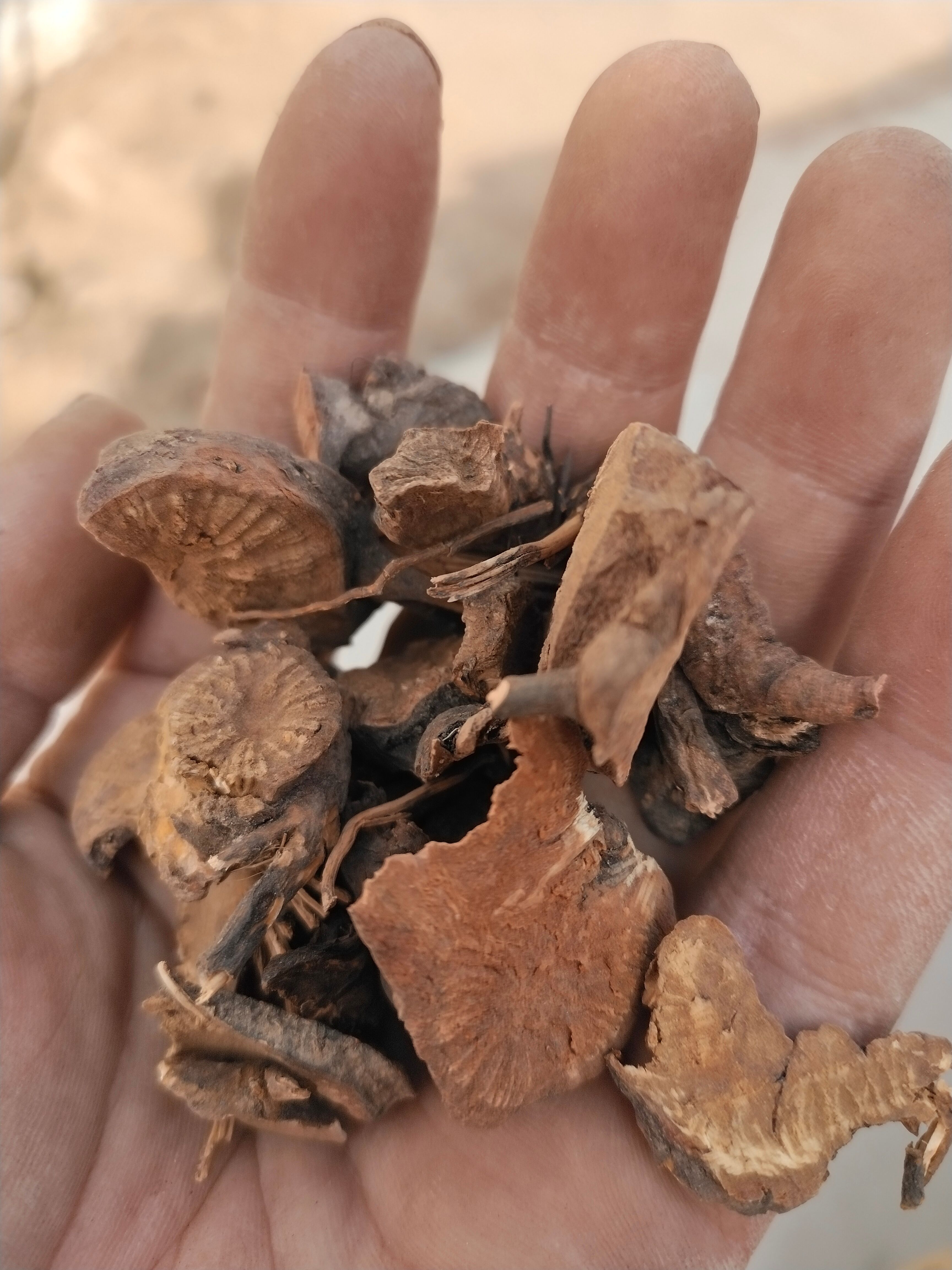 地榆（细木亭根）货切片当年新货！干净无杂质需要的老板请