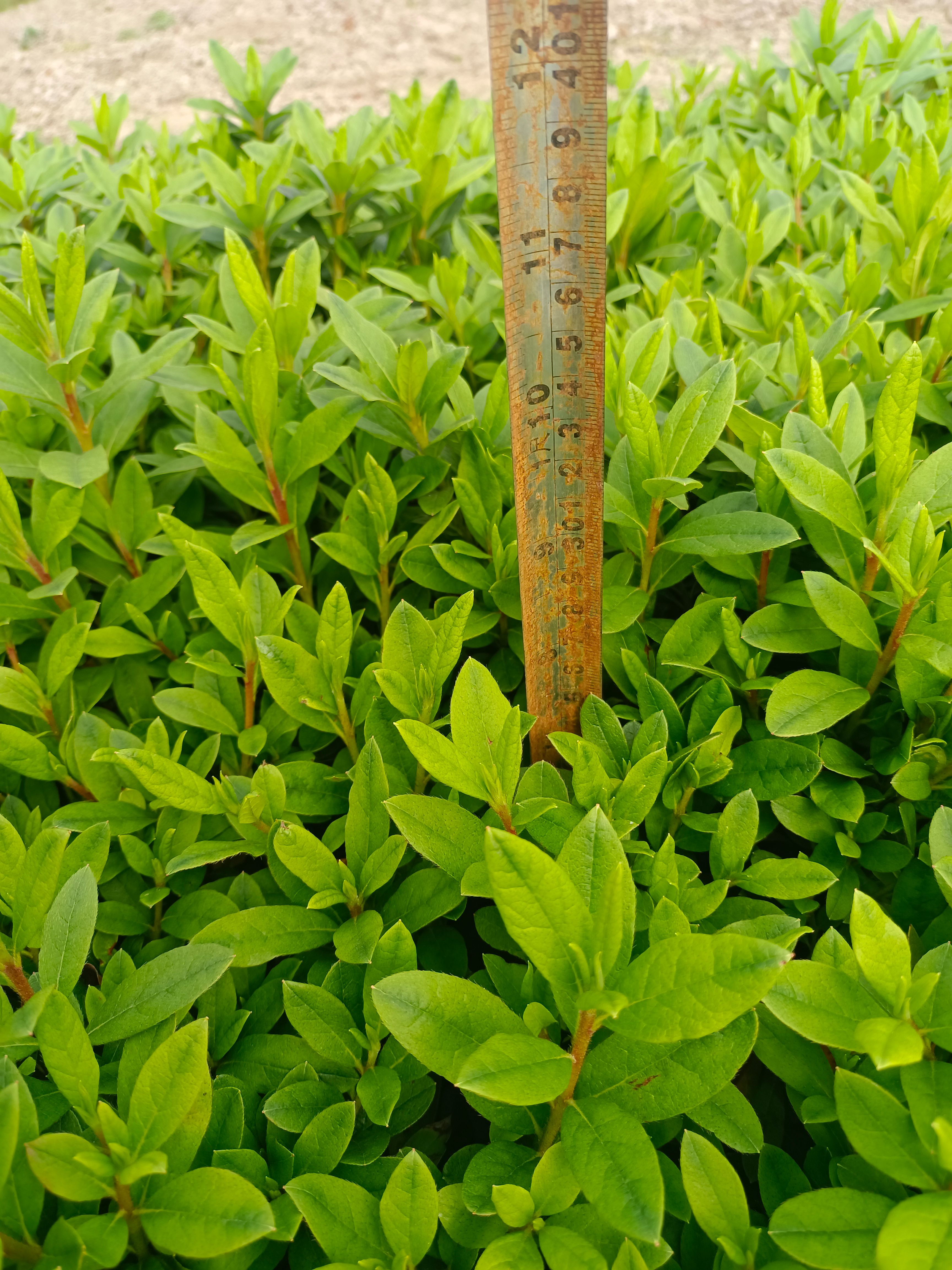 毛杜鹃 毛鹃工程苗