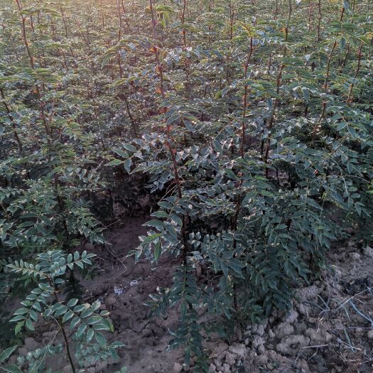 绛县大红袍花椒苗 