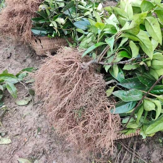邻水县粉红黑老虎苗 黑老虎苗