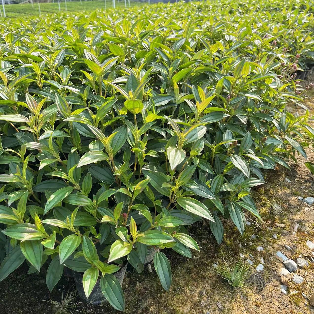 基地大量巴西牡丹供应。