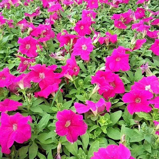 青州市 矮牵牛，牵牛花