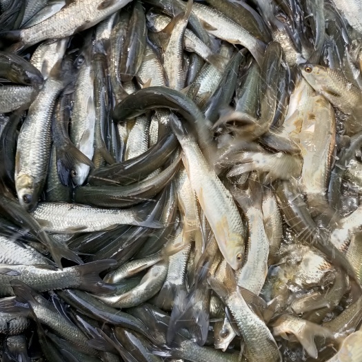 广州 青鱼苗，黑鲩鱼苗，优质鱼苗，一手货源场地直供，