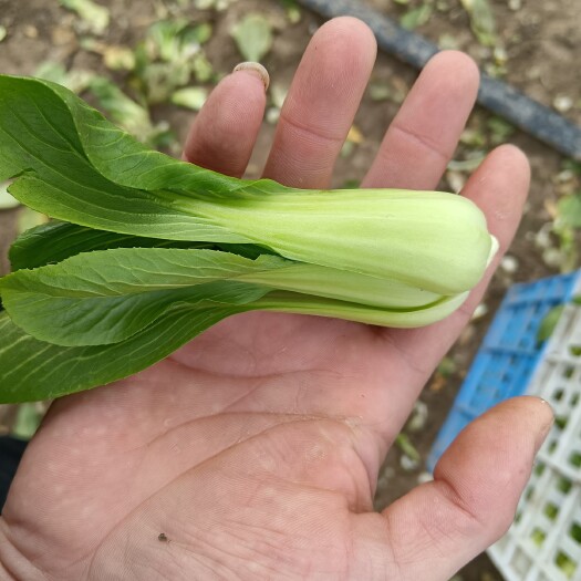 太和县上海青 精品中小棵！无黄叶虫眼红根！