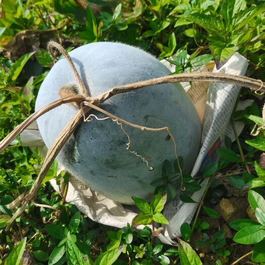 琼海市白皮冬瓜