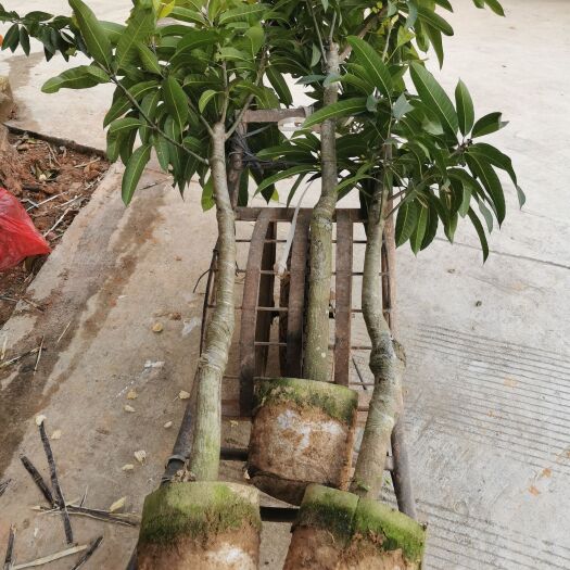 钦州金煌芒果苗 100万棵芒果苗基地直供，欢迎实地考察订购，谢谢！
