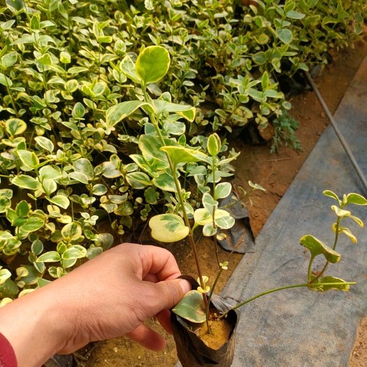 青州市花叶常青藤 花叶蔓长春价格 花叶常春藤盆苗基地 常青藤种植基