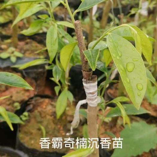 茂名奇楠沉香树 奇楠苗，棋楠苗，香霸