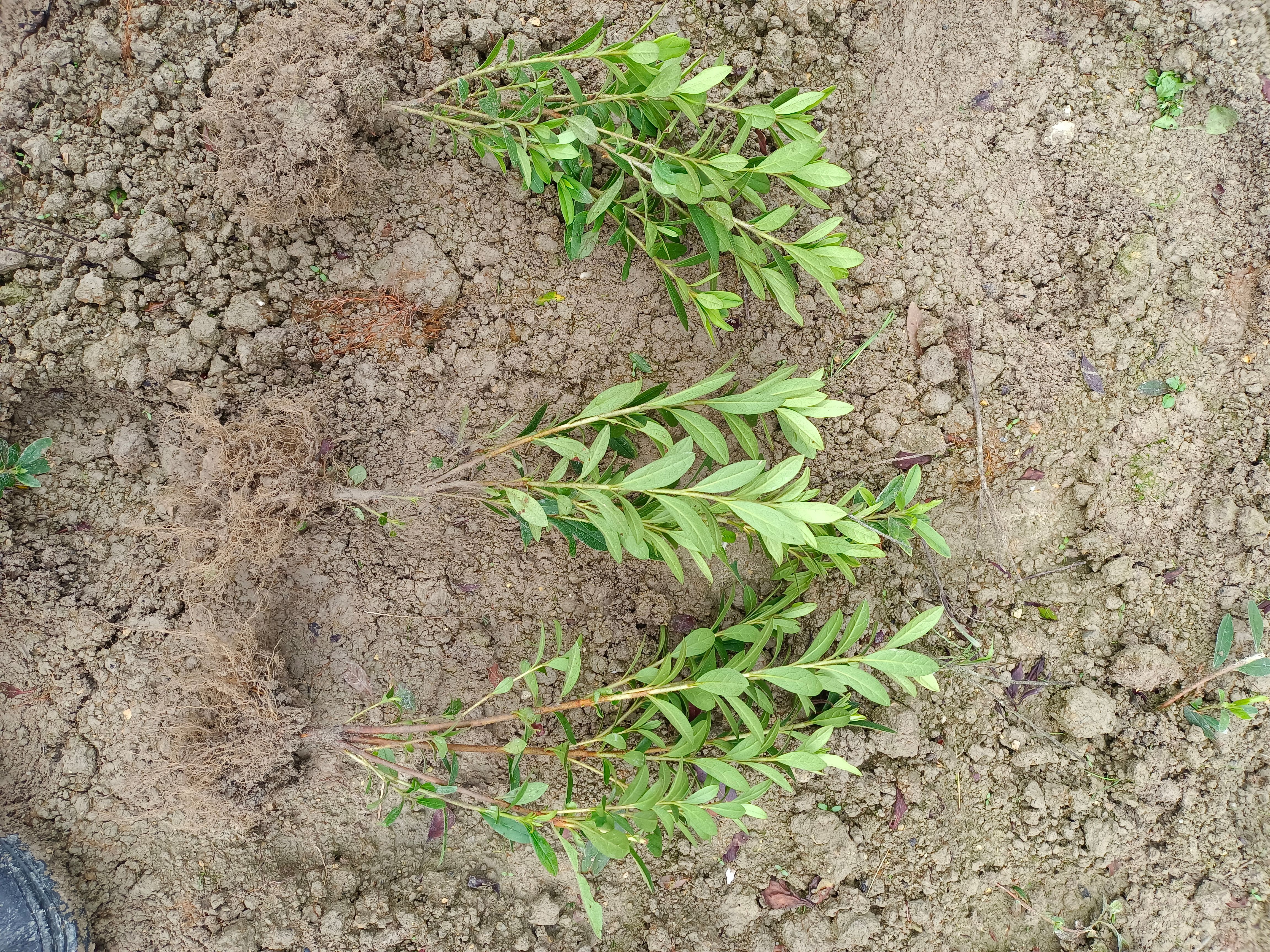 毛杜鹃 毛鹃工程苗