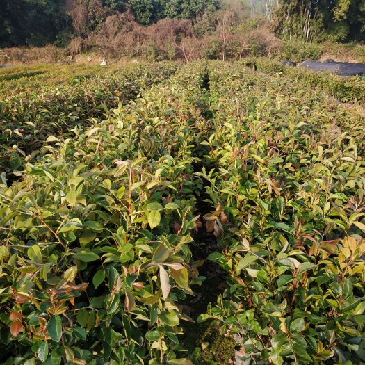 油茶树苗 一年生精品油茶