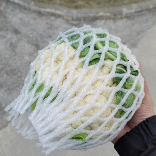 贺州白花菜花 实花