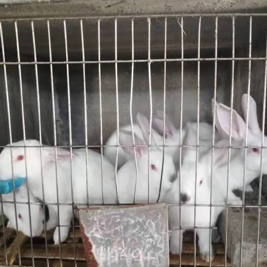舞阳县 家中常年出售肉兔，舞钢舞阳附近的都可以来，可上门挑选