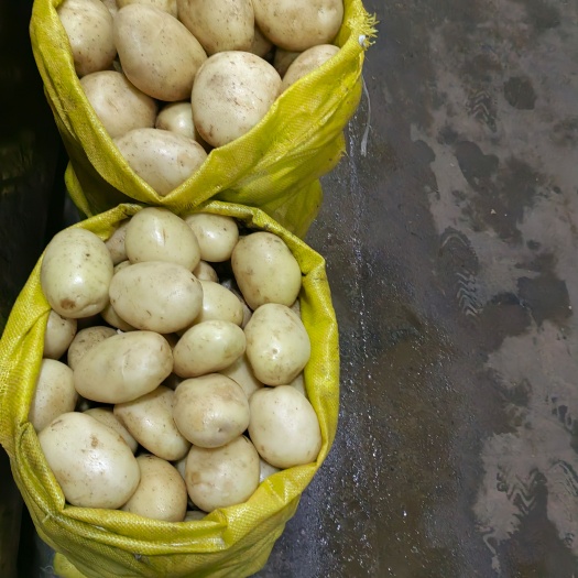 重庆市新鲜现挖土豆，丽薯6号，白心土豆，大号洋芋，中号洋芋