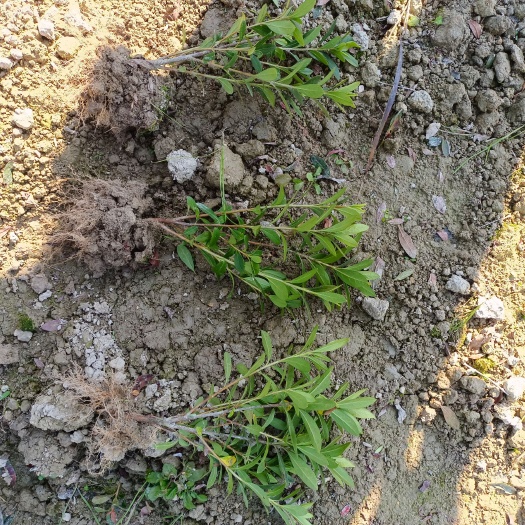 洪江市毛杜鹃 毛鹃工程苗