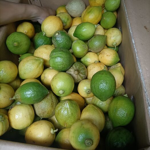 平南县 广东香水柠檬
