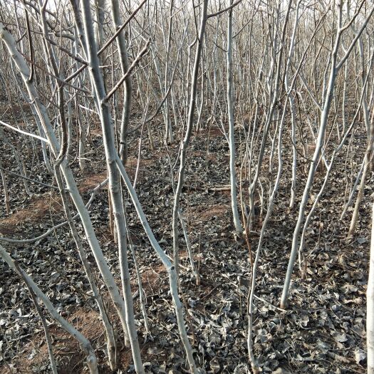 赞皇县核桃苗 核桃树