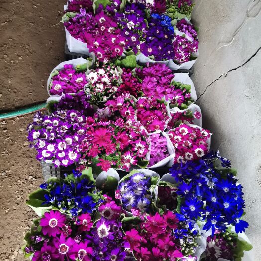 青州市瓜叶菊盆栽 化花坛租摆瓜叶菊