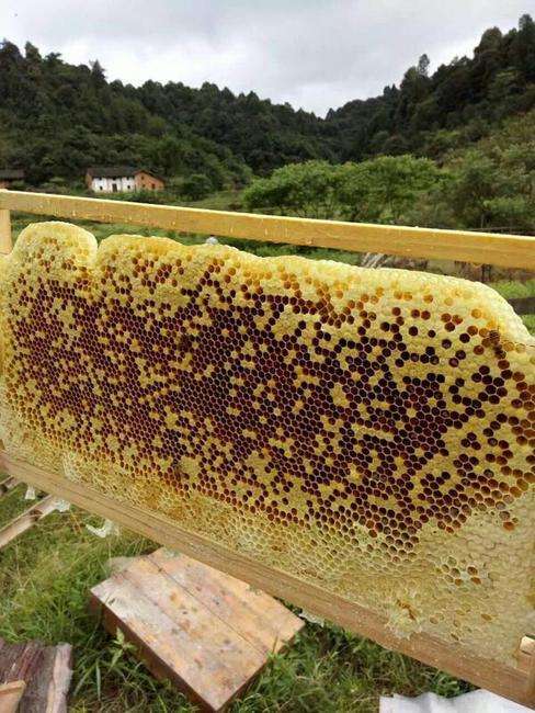 兴义市土蜂蜜 贵州蜂蜜