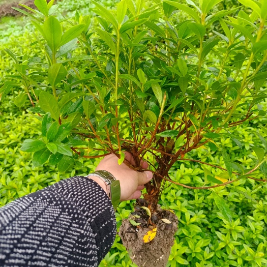 洪江市毛杜鹃 毛鹃 老苗 工地补苗专用苗