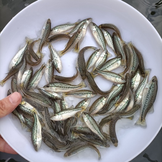 广州鲈鱼苗，加州鲈鱼苗，已训料鲈鱼苗，优质鱼苗，一手货源场地直
