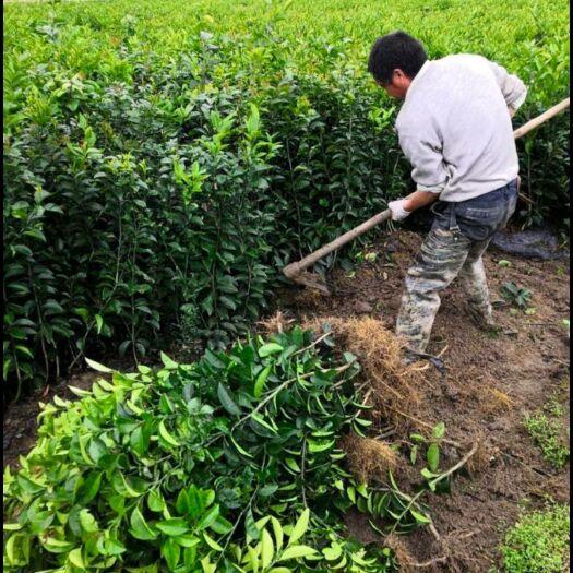 营山县枳壳苗 ，药用枳壳苗 ，高产枳壳苗，保正品种包回收