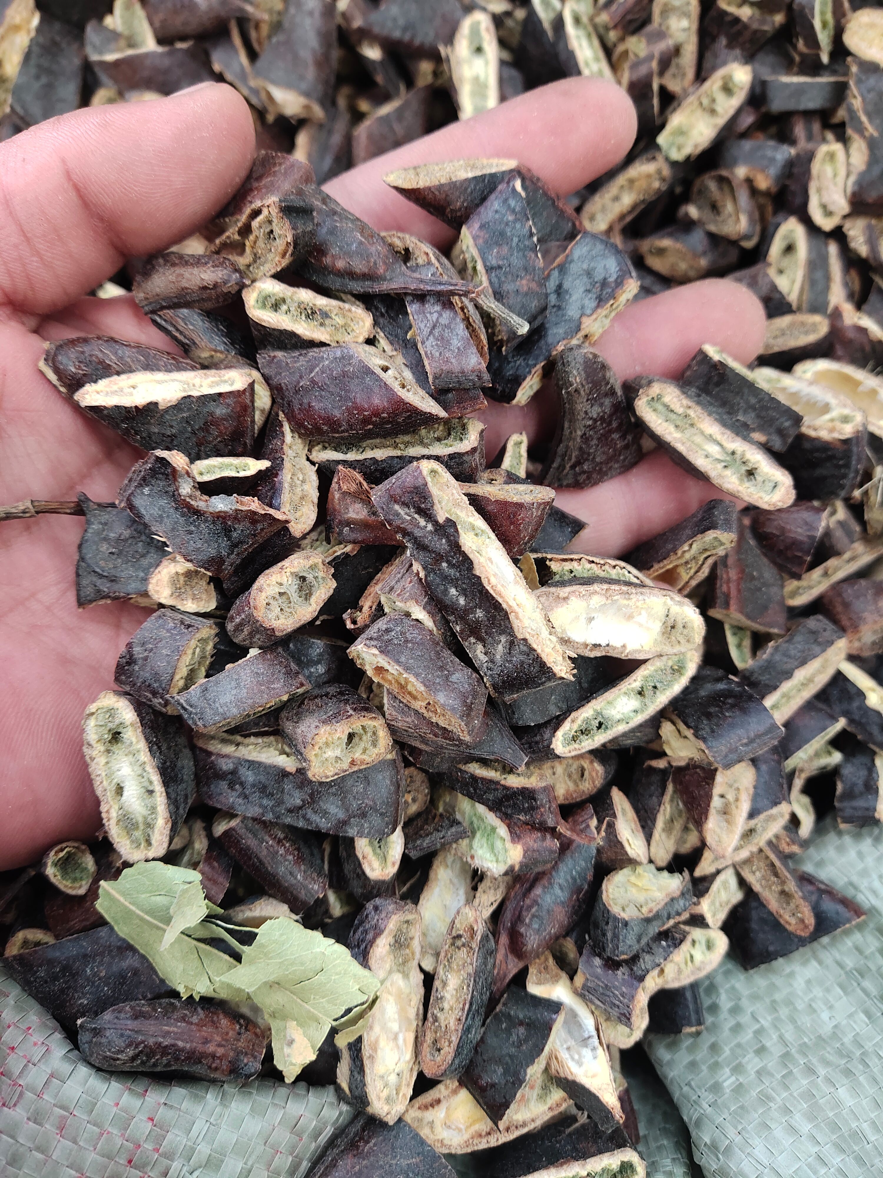 皂荚 皂角，大皂角