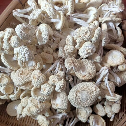 广昌6号菇 6号茶树菇