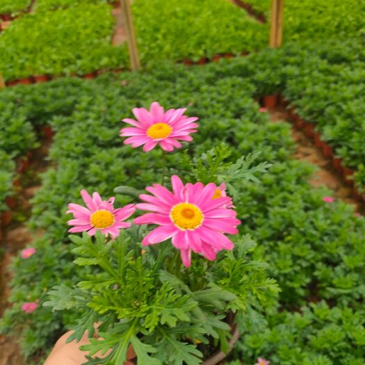 宜良县玛格丽特花 昆明宜良