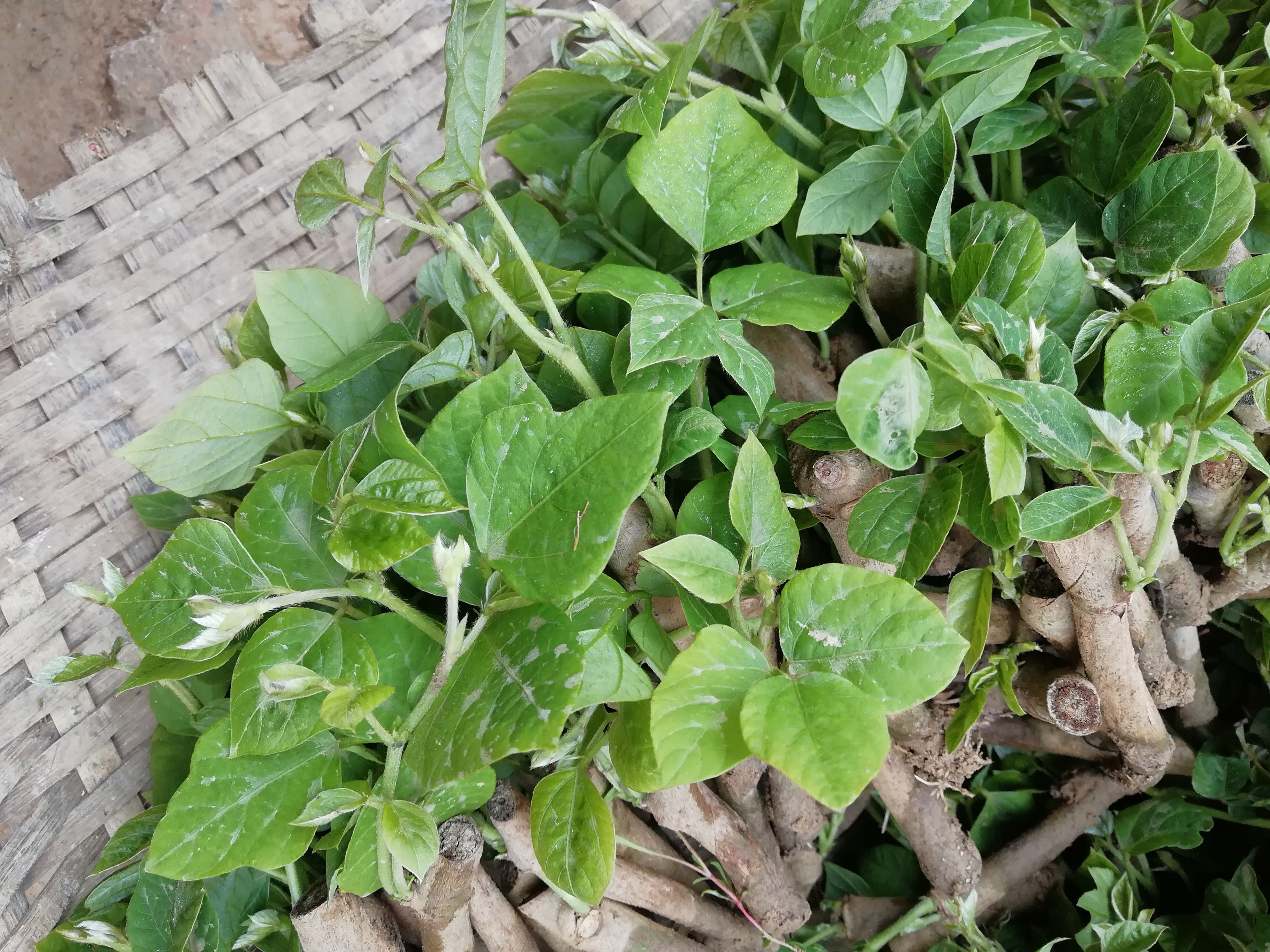 食用葛 葛根(最优为粉葛，亦称菜葛)：为豆科落叶藤本植物，全身都是宝