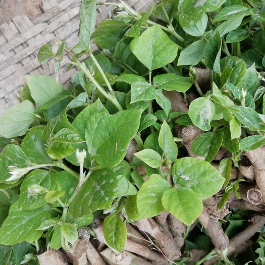 藤县食用葛 葛根(最优为粉葛，亦称菜葛)：为豆科落叶藤本植物，全身都是宝