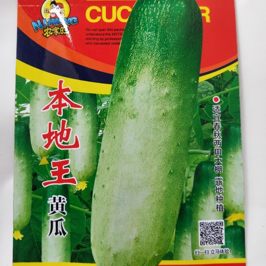 南宁水果黄瓜种子 旱黄瓜本地黄瓜水果黄瓜满地爬四季蔬菜阳台蔬菜