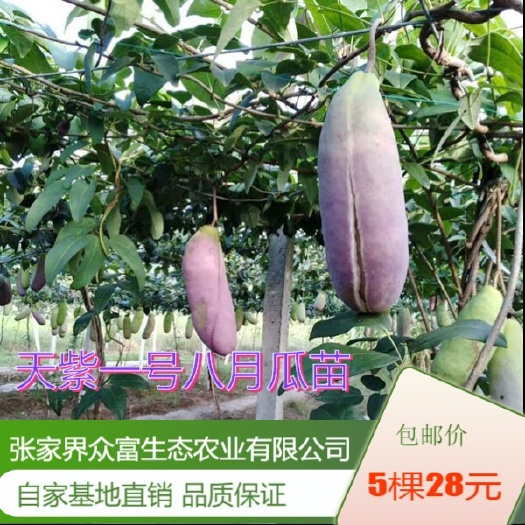 湖南张家界桑植众富生态农业基地直销八月瓜苗