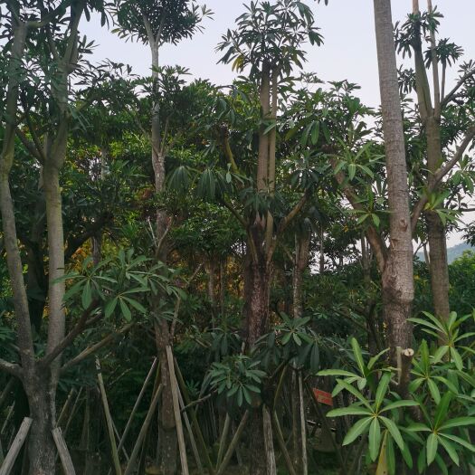 普宁市糖胶树 盆架子移植苗15-20公分