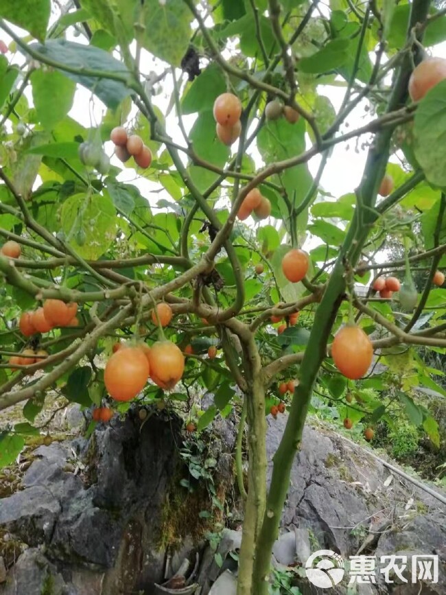 文山大树番茄