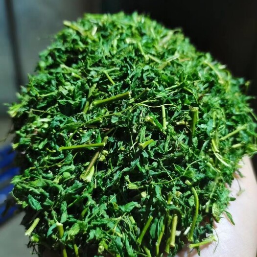 英德市甜茶  相思茶！