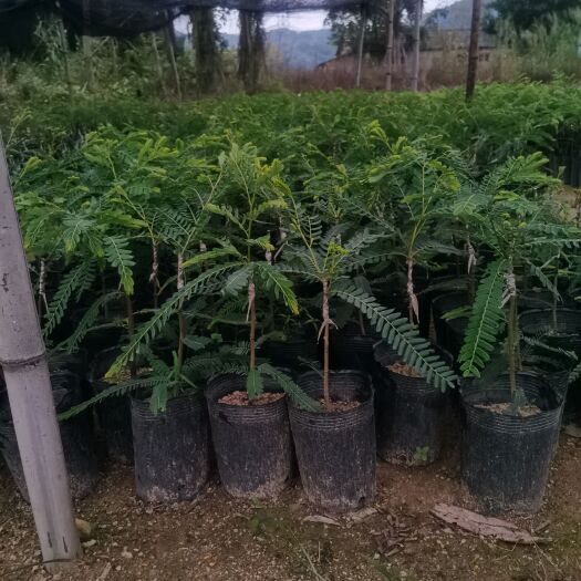 普宁市余甘果苗 0.5~1米