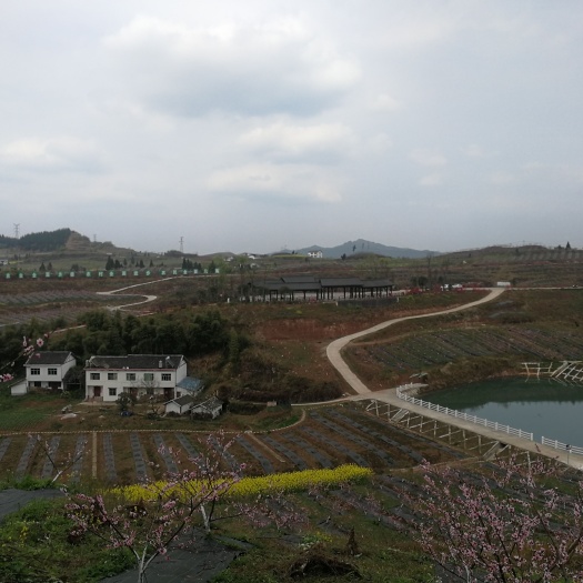 蓬安县水田 南充挂果果园，道路全面硬化，有提灌站，近高速收费站，国道