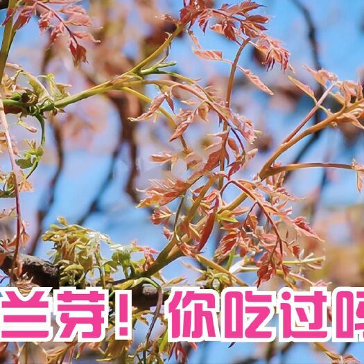 兴隆县山野菜木兰芽