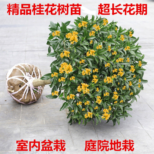 漳平市四季桂花盆栽四季开花清香档口电商绿化的精品货