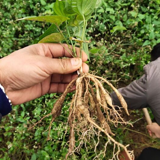 百部种子 对叶百部苗 百部种植基地 百部种籽 一手货源