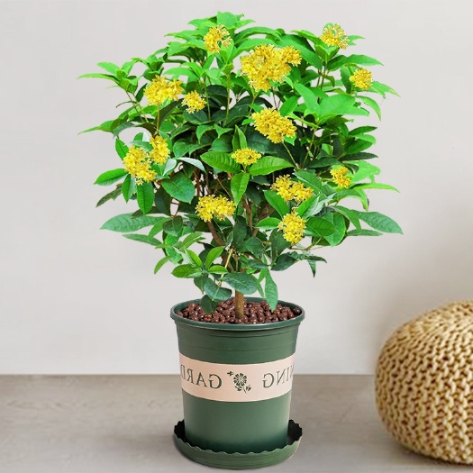 漳平市四季桂花盆栽一年四季开花清香型电商档口专用
