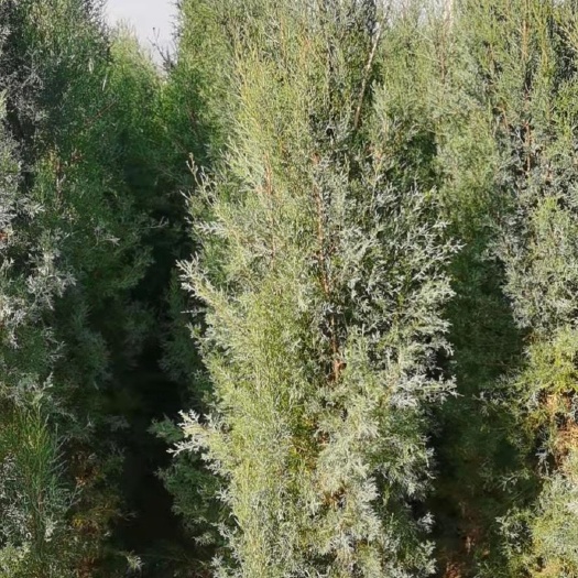 宜良县藏柏，塔柏，圆柏，荒山绿化苗