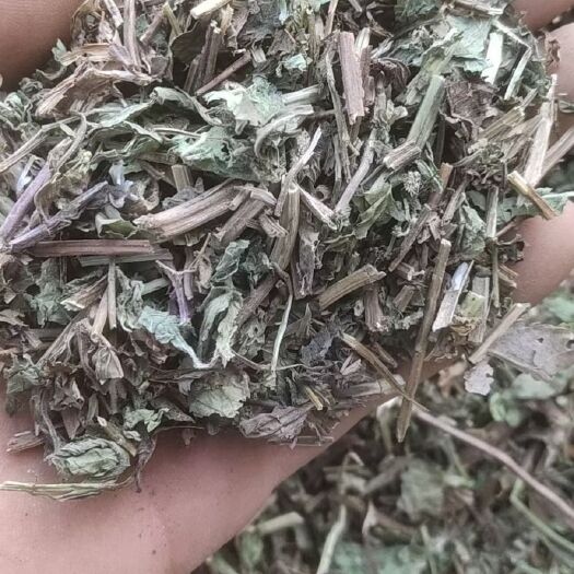 枣阳市 干薄荷