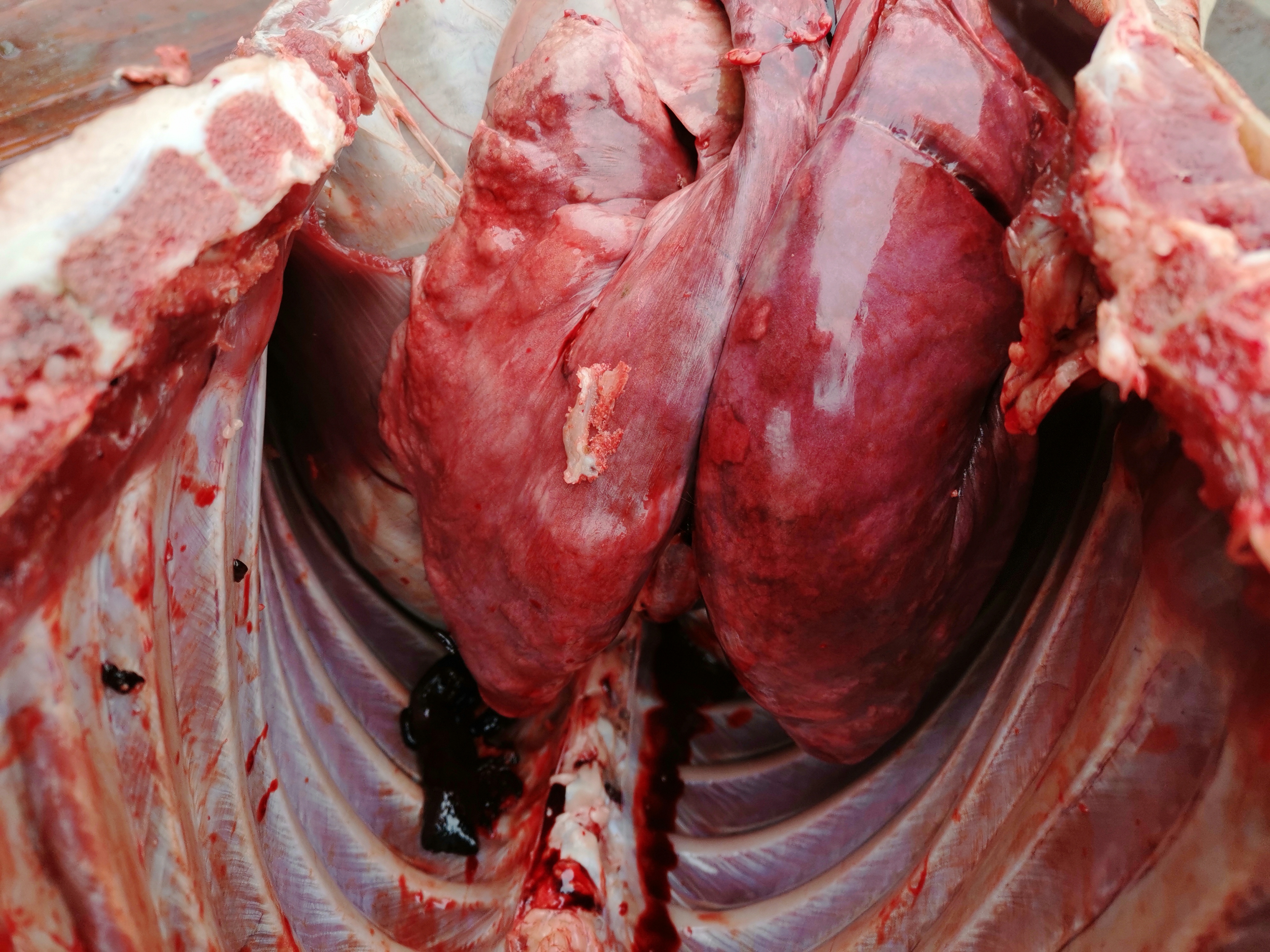 羊肺图片解剖图片