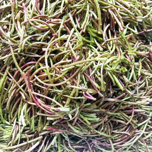 湘陰縣洞庭湖純野生藜蒿蘆蒿泥蒿去葉去根量大從優(yōu)