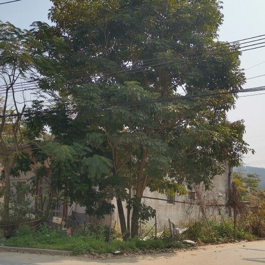 揭阳紫花风铃木 多杆紫花风木