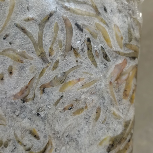 信阳花骨鱼