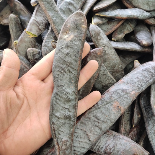 亳州皂荚 皂角，大皂角